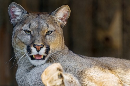 Argentine Puma