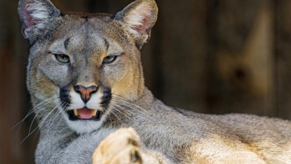 Argentine Puma