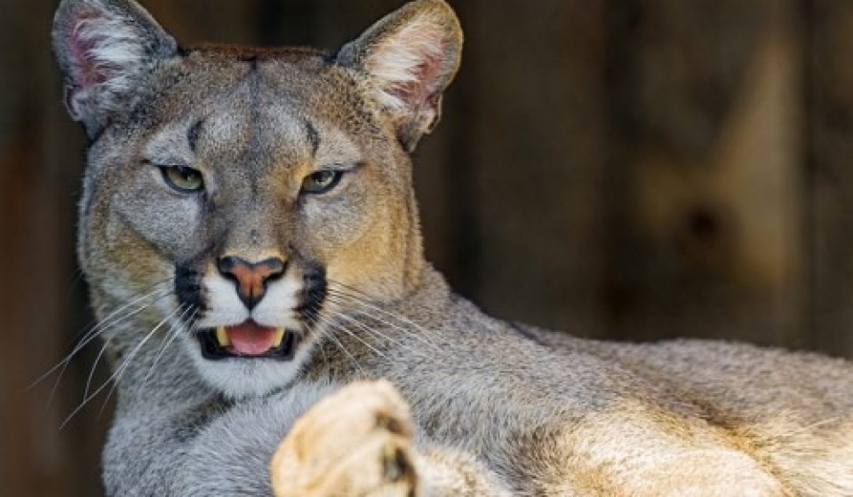 Argentine Puma